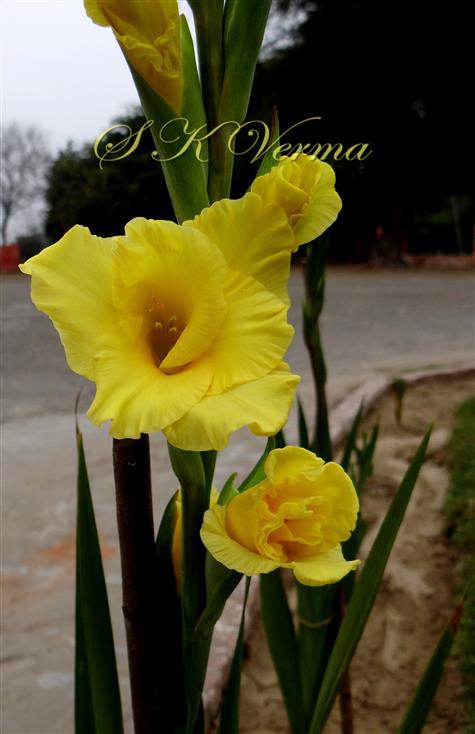  Flower
